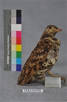 藏品(虎鶇)的圖片